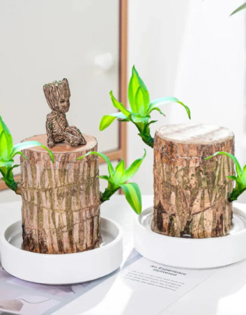 Brazilian Lucky Wood (Pack of 2)
