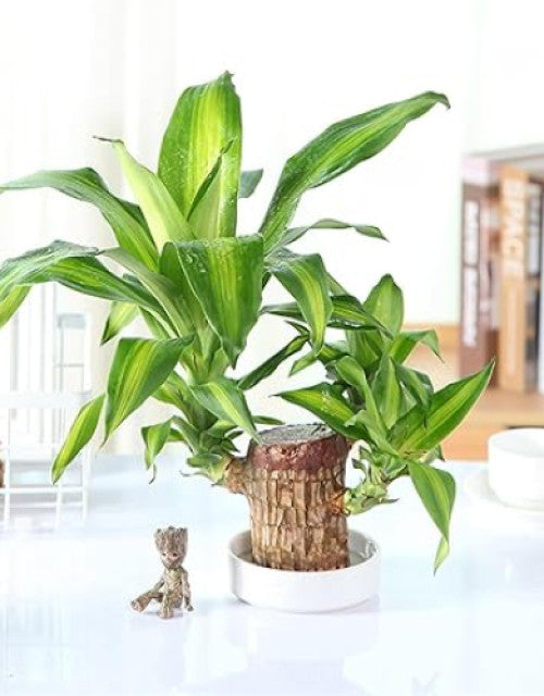 Brazilian Lucky Wood (Pack of 2)