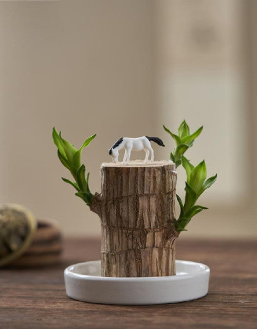 Brazilian Lucky Wood (Pack of 2)