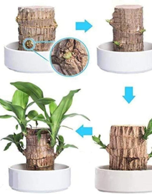 Brazilian Lucky Wood (Pack of 2)