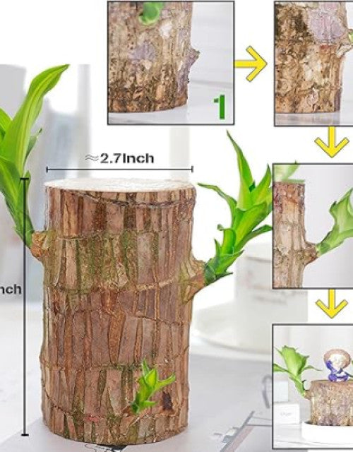 Brazilian Lucky Wood (Pack of 2)